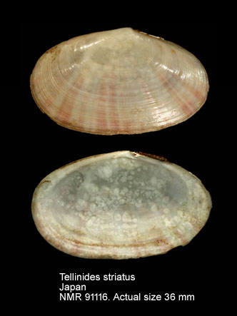 Tellinides striatus (2).jpg - Tellinides striatus (Gmelin,1791)